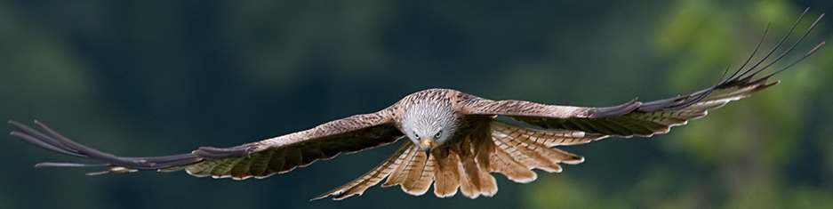 Red kite (Milvus milvus) at a feeding station, Laurieston, Dumfries and Galloway, Scotland